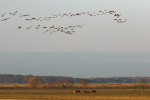 Jeřábí shromaždiště a intenzivní vypásání v NP Hortobágy spolu  jednoznačně souvisí. Foto Z. Souček