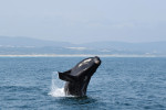  Mladý samec velryby jižní (Eubalaena australis) skáče v zátoce Walker Bay v Jihoafrické republice. Foto P. Nevečeřalová