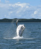Mladý keporkak (Megaptera novaeangliae) skáče u břehů ostrova K'gari ve východní Austrálii. Foto P. Nevečeřalová
