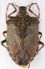 Východoasijská invazní kněžice mramorovaná (Halyomorpha halys) – dospělec shora. Foto P. Kment
