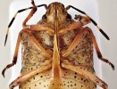 Kněžice mlhovitá (Rhaphigaster nebulosa) je v České republice původním druhem. Dospělec při pohledu zdola. Foto P. Kment