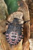  Larva kněžice mramorované (Halyomorpha halys).  Foto A. Haltrich