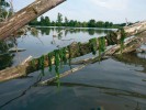 Zelená řasa Ulva flexuosa je v ČR původní na vnitrozemských slaniscích. V současnosti se hojně vyskytuje i v průmyslově znečištěných vodách a příkopech kolem silnic v zimních měsících sypaných solí. Foto O. Skácelová