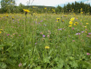 Detail lučního porostu na Braunových Boudách v Krkonoších, kde probíhá výzkum Botanického ústavu Akademie věd ČR. Foto V. Hadincová