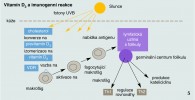 Schéma zapojení vitamínu D3  v imunogenní regulaci. VDR (Vitamin D Receptor) – specifický buněčný receptor, Th1, Th2 – různé pomocné T lymfocyty. Orig. P. Šíma podle různých zdrojů
