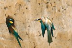 Na vyhloubení hnízdní nory i na krmení mláďat se u vlhy pestré (Merops apiaster) podílejí oba rodiče. Sameček má o něco delší střední ocasní pera. Snímek M. Šebely