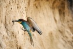 Vlety a výlety z hnízdních nor jsou velmi rychlé – pouze v jednom okamžiku vlha u nory zpomalí, aby si srovnala křídla i tělo. Snímek M. Šebely