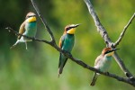 Mladí jedinci vlhy pestré (Merops apiaster)  se po opuštění hnízda drží neustále s rodiči. Jsou méně výrazně zbarveni a na rozdíl od dospělých ptáků mají tmavou duhovku. Foto M. Šebela