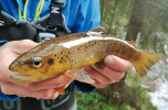 Pstruh obecný (Salmo trutta) se v r. 2019 po mnoha desetiletích vrátil  do jezera Laka. Foto L. Kočvara