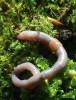 Octolasion lacteum z čeledi  Lumbricidae – evropská endogeická  žížala invazní v severoamerických lesích. Foto V. Pižl