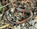 Mločík popelavý (Plethodon cine­reus), běžný obyvatel lesů ve východní části Severní Ameriky, snad z přítomnosti nepůvodních žížal profituje, zatímco mnohé další druhy čeledi mločíkovití (Plethodontidae) naopak. Foto J. Schlaghamerský