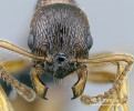 Hlava mravence rezavého (Myrmica ruginodis). Tento druh byl přítomen na téměř všech plochách zasažených požárem v národním parku České Švýcarsko, včetně míst těsně po požáru, kde nejspíše využívá mrtvá těla jiných bezobratlých. Na spáleništích může přispívat k rychlejšímu rozkladu zbytků mrtvého dřeva, ve kterém si přednostně staví hnízda, nebo k roznosu semen s elaiozomy (živinově bohatými tělísky) z nezasažených ploch. Foto J. Tůma