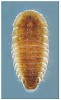 Svým tvarem připomínajícím trilobita na sebe upozorní larvy vodního brouka Eubria palustris z čeledi vejčitcovití (Psephenidae). Jediný druh této čeledi byl u nás až donedávna znám pouze z několika lokalit. Velikost larvy nepřesahuje 5 mm. Foto M. Horsák