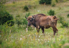 Zubr evropský se podobně jako zpětně šlechtěný pratur (Bos taurus, plemeno Tauros) a Exmoorský kůň na řadě míst Evropy osvědčuje jako vhodný nástroj pastevního managementu rozsáhlých celků parkovité krajiny vojenských prostorů, postindustriálních ploch i rezervací a ná­rodních parků. Využití ohrožených druhů a vzácných plemen slouží k péči o lokality, které zvířatům poskytují stále vzácnější životní prostor, a je morálně i racionálně opodstatněnou nástavbou územní ochrany. Traviny (2019). Foto V. Lukáš