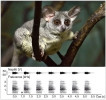 Komba ušatá (Galago senegalensis, na obrázku) a komba jižní (G. moholi) jsou na první pohled téměř k nerozeznání. Hlasitá kontaktní volání obou druhů představují pravidelně se opakující  uniformní jednotky, které mají u komby jižní vyšší základní frekvenci (na spektro­gramu u vybraných jednotek označeno hvězdičkou) a shlukují se do dvojic nebo trojic (druhé jednotky z dvojic označeny na oscilogramu šipkami). Na nahrávkách z chovatelských zařízení se projevuje ozvěna, proto jsou dvojice jednotek na spektrogramech špatně znatelné. Volání obou druhů si lze i poslechnout na webových stránkách wildsolutions.nl. Orig. I. Schneiderová a foto M. Marešová