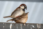 Zachytit ptačí páření je fotografickou výzvou – typicky trvá zlomek vteřiny a mnohé druhy kopulují sotva několikrát na oplození celé snůšky. Výjimkou je právě vrabec domácí (Passer domesticus), jehož rekordní invazní úspěch je dán mimo jiné  i mimořádnou množivostí. Ta odpovídá rekordní frekvenci páření mezi všemi ptačími druhy: 20–40 kopulací na jednu samici za den. Už středověký učenec K. Gessner uvádí, že vrabec je „mimořádně nemravný“. Dvanáct Apoštolů, Victoria, Austrálie. Foto T. Grim