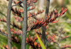 Jednou z mnoha ostrovních populací vrabce domácího (Passer domesticus) je i ta novozélandská. Tato samička s popraškem pylu  kolem zobáku vede k otázce, zda by  vrabec mohl poskytovat nějaké  ekosystémové služby, např. opylování. Waitomo, Nový Zéland. Foto T. Grim