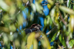 Vrabec domácí (Passer domesticus) umí být nejen nepřehlédnutelným  „hercem“ přitahujícím pozornost svým „drzým“ chováním. I ze skrytu jej prozradí jeho jednoduchý hlas. Monako. Foto T. Grim