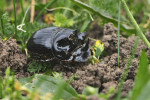 Samci výkalníka pečlivého (Copris lunaris) se pyšní dlouhým rohem na hlavě, který využívají k soubojům o samice. Tento druh je zajímavý intenzivní parentální péčí o potomstvo – zahrnuje nejen přípravu nory a zanesení zásob trusu, samice navíc několik měsíců střeží hnízdo až do doby vylíhnutí nové generace. Foto L. Hrůzová