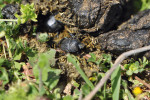 Nahoramenáč Gymnopleurus geoffroyi vzhledem připomíná vrubounka Schäfferova (Sisyphus schaefferi, viz obr. 3) a stejně jako on umí také válet kuličku trusu. Bohužel je v České republice považovaný za vymizelého a pokud bychom jej chtěli spatřit, museli bychom se za ním vydat nejblíž na Slovensko. Foto L. Hrůzová