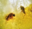 Příklad dobré makrofotografie fosilií uchovaných v jantaru – nacházely se blízko povrchu. Zástupci brachycerních (podřád Brachycera) dvoukřídlých (Diptera) z čeledi hrbilkovití (Phoridae). Foto F. Weyda