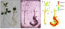 Autoradiogram zobrazující rozložení kadmia 109Cd v pletivech sóji luštinaté (Glycine max). Volně vysušená rostlina na filtračním papíru před expozicí na rentgenovém filmu (obr. A); vyvolaný film v původní černobílé škále (B)  a autoradiogram upravený počítačovým programem (C).  Bq – Becquerel, jednotka aktivity zdroje radioaktivního záření. Foto M. Bardáčová
