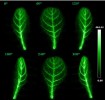 Detekce 2-deoxy-glukózy s vázaným radioizotopem fluoru 18F  (2-[18F]FDG) v listu tabáku virginského (Nicotiana tabacum). Údaje o příjmu ve 3-D zobrazení. Upraveno podle: D. Partelová a kol. (2014 a 2016)