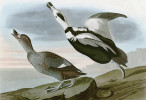 Kačka labradorská (Camptorhynchus labradorius) byla objevena v r. 1788, ale už za 100 let byl střelen poslední kus. Orig. J. J. Audubon. Převzato z Wikimedia Commons, v souladu s podmínkami použití