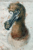 Nelétající holub dodo, správně dronte mauricijský (Raphus cuculatus) na zobrazení podle živého jedince z r. 1638. Orig. C. Saftleven. Převzato z Wikimedia Commons, v souladu s podmínkami použití