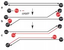 Terminální protein – proteinový priming u bakteriofága Φ29. Fágem kódovaná DNA polymeráza (Pol) se účastní vytváření kovalentní vazby (a)  mezi prvním nukleotidem (dAMP)  a serinem 232 koncového proteinu (TP).  Proteinový komplex s dAMP specificky váže thymin na druhé pozici 3′ konce templátové virové DNA (b). Potom se takto vytvořený primer posune na první pozici 3′ konce templátové virové DNA, kde se rovněž nachází thymin, aby byla zachována informace na úplném konci  3′ templátu. DNA polymeráza pak  kopíruje celý templátový řetězec  z tohoto nukleoproteinového primeru (c) a přibližně po 6 vložených nukleotidech se z TP uvolňuje. Primer-proteinová  iniciace replikace probíhá na koncích obou řetězců DNA. Ve chvíli, kdy se polymerázy potkávají, dochází k oddělení dceřiných molekul dvouřetězcové DNA (double-stranded, dsDNA),  obou replikovaných syntézou vedoucího řetězce. Výsledkem jsou lineární dsDNA s TP kovalentně vázaným na 5′ koncích. Telomery Φ29 mají tupé konce o sekvenci 5′-TACTTT-3′. Stejný princip udržování konců DNA je pravděpodobně využíván u telomer chromozomů a plazmidů  aktinomycet, ačkoli celý proces zde není prostudován tak detailně jako u fága Φ29. Další modely vysvětlující přítomnost TP a palindromických sekvencí (příkladem velmi krátkého palindromu je sekvence TTAA – komplementární vlákno, které  když se čte z druhé strany ve směru 5′–3′, dává opět TTAA) byly navrženy  ještě u plazmidu pSLA2 izolovaného z bakterie Streptomyces lividans. Orig. V. Peška