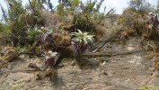 Aloe pulcherrima – endemit střední a severní části Etiopie, kde roste na  čedičových skalách a strmých svazích s nezapojenou vegetací. Lalibela  v severní Etiopii (2 995 m n. m.).  Aloe patří k zástupcům řádu chřestotvarých, u nichž byla nalezena lidská telomerová sekvence (viz také text k obr. 2). Tato skutečnost ale nemá nejspíše  žádnou souvislost s blahodárnými  účinky jejích extraktů používaných v kosmetice a léčitelství. Foto A. Horáček