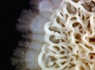 Detailní pohled na část kolonie  divokého kmene kvasinky Saccharo­myces cerevisiae. Divoké kmeny této kvasinky se od těch laboratorních tvořících hladké kolonie liší mimo jiné přítomností extracelulární mezibuněčné hmoty, ale i různou expresí řady genů. Zdá se, že část těchto genů je regulována strukturou chromatinu v blízkosti  telomer. Foto M. Kuthan