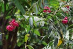 Jihoamerický keř kladivník Cestrum elegans. Dlouhou dobu byl mezi dvouděložnými rostlinami spolu s jeho dvěma blízce příbuznými rody z čeledi lilkovitých (Solanaceae) – Vestia a Sessea – jedinou známou výjimkou, u které  jsme nevěděli, jaká sekvence tvoří jeho  telomery a zda ji udržuje telomeráza. Foto M. Studnička
