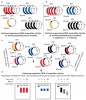 Strategie klonování telomerové DNA u huseníčku rolního (Arabidopsis thaliana). Na začátku pokusu (a, b) byly připraveny dvě sady (molekulární biologové říkají knihovny) klonů genomové DNA huseníčku rolního. Tyto dvě knihovny byly sestaveny tak, že se po specifickém převedení fragmentů rostlinné DNA na jednořetězcové formy regenerovaly především molekuly obsahující repetitivní genomovou DNA (c). V knihovně obohace­né o repetice byl dále hledán klon, který by poskytl signál typický pro telomerovou DNA v tzv. BAL31 testu. Test citlivosti kandidátní sekvence ke štěpení enzymem BAL31 (d) je modifikovanou verzí Southernovy hybridizace, ve které se před použitím restrikčního enzymu  na vzorky genomové DNA působí BAL31 různě dlouhou dobu (např. 0 min, 5 min a 20 min). Preferenčně se tak zkracují telomerové sekvence. Ostatní genomová DNA je následně fragmentována a z telomerové sekvence odsekána restriktázou, která telomerovou sekvenci neštěpí.  Při konečné hybridizaci s telomerovou sondou lze v závislosti na délce působení nukleázy BAL31 u telomerových fragmentů zaznamenat jejich zkracování a celkový úbytek signálu. Pokud se jako sonda po­užije netelomerová DNA, např. centromerová repetice, signál zůstává stejný  ve všech vzorcích bez ohledu na délku štěpení pomocí BAL31. Blíže v textu. Klon, který poskytuje zkracující se signál, je tak dobrým kandidátem na telomerovou DNA. Enzym exonukleáza BAL31 štěpí konce všech fragmentů (tj. telomerové i netelomerové DNA), ale pouze telomero­vá DNA je takto štěpena vždy a systematicky. Netelomerová DNA je zkracována pomocí BAL31 jen vzácně a náhodně, např. pokud došlo k náhodnému zlomu DNA při její izolaci. Z toho důvodu se netelomerové sekvence na rozdíl od telomerových s prodlužováním působení enzymu BAL31 nezkracují. Orig V. Peška