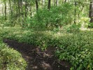 Jeden z námi studovaných druhů česnek medvědí (Allium ursinum) – vytrvalá bylina vysoká 10–40 cm, s přízemními řapíkatými listy, jejichž čepele jsou úzce eliptické až úzce vejčité, 10–20 cm dlouhé a 2–5 cm široké. Je oblíbený v lidovém léčitelství a používá se i při vaření. Nej­častěji se vyskytuje v lužních a listnatých lesích, kde vytváří souvislé porosty. Není chráněný, ale je třeba upozornit na možnost porušení zákonných ustanovení, hlavně při jeho sběru ve zvláště chráněných územích, např. v přírodních rezervacích. Foto V. Peška