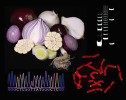 Cibuloviny z rodu česnek (Allium) byly zatím poslední nadějí na zástupce suchozemských rostlin s jiným způsobem udržování konců molekul DNA než pomocí telomerázy. Ale i u nich  se nakonec telomeráza produkující zvláštní a neobvykle dlouhý motiv  našla (telomerový motiv rodu česnek  CTCGGTTATGGG byl poprvé popsán v článku P. Fajkuse, V. Pešky a kol. 2016).  Foto T. Mandáková, Mendelovo centrum, CEITEC Masarykova univerzita