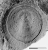 Zbytky schránky hyolita Circotheca smetanai. Vnější povrch operkula. Měřítko 1 mm, délka celé konchy je kolem 15 mm. Střední kambrium, Jince. Podle: M. Valent a kol. (2012)
