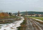 Chocholouši dříve nejčastěji obývali okrajová stanoviště s potlačeným rozvojem vegetace. Dnes jim nejlépe vyhovují polní cesty a hnojiště narušované  zemědělskými stroji. Foto L. Praus