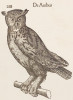Výr v Historiae animalium (1551–58) od Konrada Gessnera