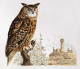 Výr velký podle Antonína Friče. Kolem r. 1870, z archivu autorů