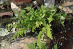 Puchýřník hladký (Cystopteris dickieana) z typové lokality u města Aberdeen  ve východním Skotsku Foto L. Ekrt