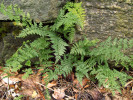 Kosmopolitně rozšířený puchýřník křehký (Cystopteris fragilis) je nejběžnějším zástupcem  celého komplexu na území Evropy. Foto J. Ptáček