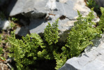 Puchýřník vápencový (Cystopteris alpina) roste ve velkých  nadmořských výškách evropských hor,  zejména v Alpách a Karpatech.  Nově u něj byla  potvrzena variabilita v ploidní úrovni  (násobcích sad  chromozomů).  Národní park Mavrovo, Severní Makedonie. Foto T. Urfus