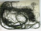 Makroskopická stélka druhu Compsopogon aeruginosus, vytažená z řeky Pulkavy. Wulzeshofen, Rakousko, 19. července 2011. Foto Z. Žáková