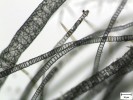 Compsopogon  aeruginosus,  tropický druh ruduchy s heterotrichální stélkou rozlišenou na osní (hlavní) a postranní vlákna, vyrůstající  z hlavních vláken  v ostrém úhlu.  Struktura korové  vrstvy stélky  se liší mezi hlavními a postranními vlákny. Druh se vyskytuje  ve Skryjském potoce, který přivádí odpadní vody z jaderné  elektrárny Dukovany. Foto P. Sedláček