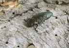 Krasec Buprestis haemorrhoidalis –  saproxylický brouk využívající mrtvé  dřevo po požáru (3. července 2024).   Foto D. Hauck 