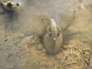 Listonoh letní (Triops cancriformis). Foto J. Sychra
