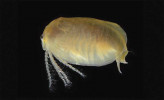 Škeblovka rovnohřbetá (Leptestheria dahalacensis). Foto L. Merta 