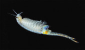Žábronožka letní (Branchipus schaefferi). Foto L. Merta 