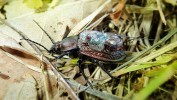 Střevlík Ullrichův (Carabus ullrichii) s vysílačkou o hmotnosti 0,3 g. Foto M. Veselý